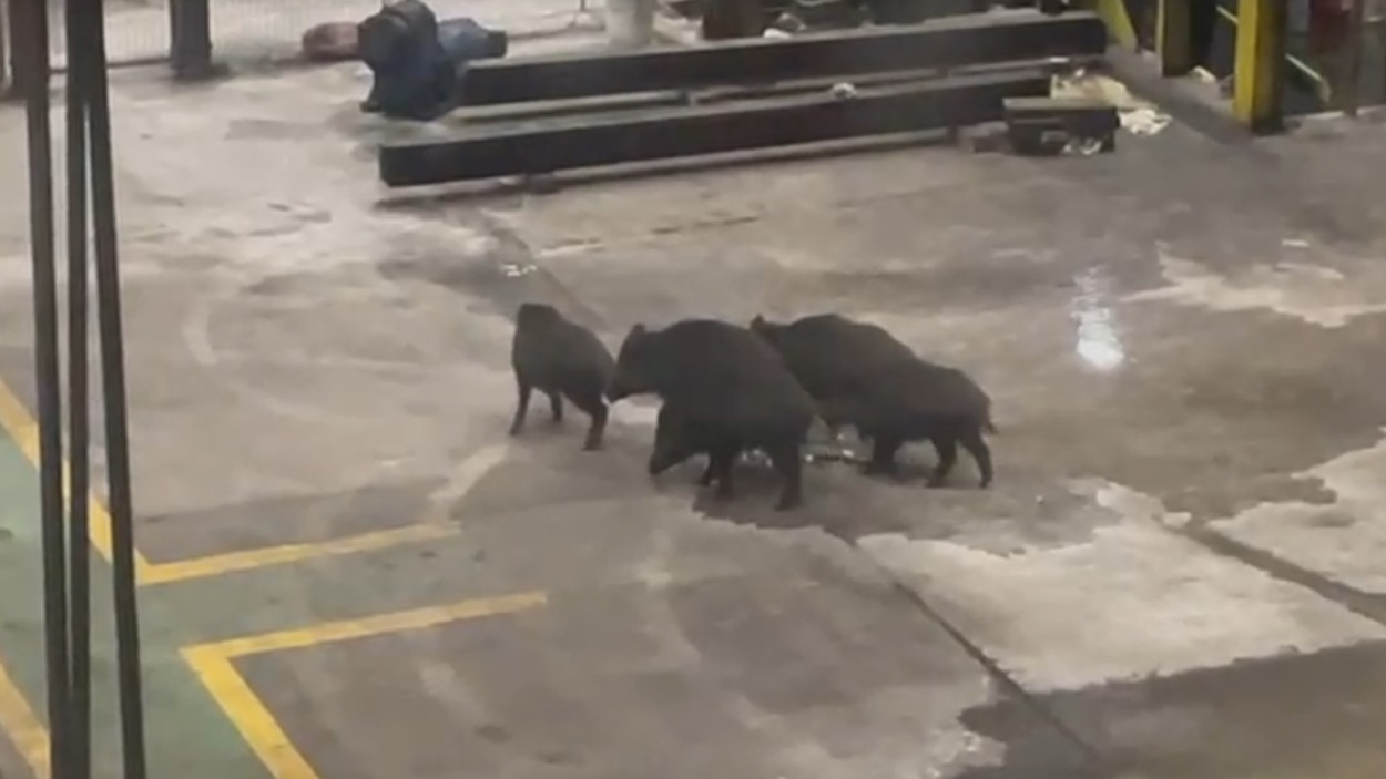 Intrusos de la naturaleza: jabalíes irrumpen en la fábrica de Arcelor en Asturias. Redes.