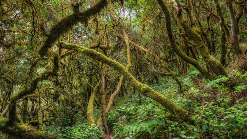 Milenario bosque de laurisilva del Parque Nacional de Garajonay en La Gomera.