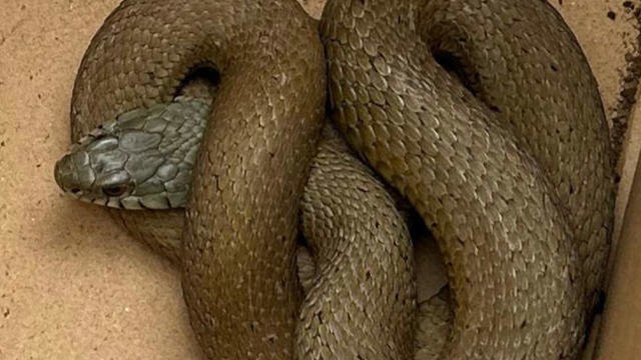Imagen de la serpiente encontrada. Guardia Civil.