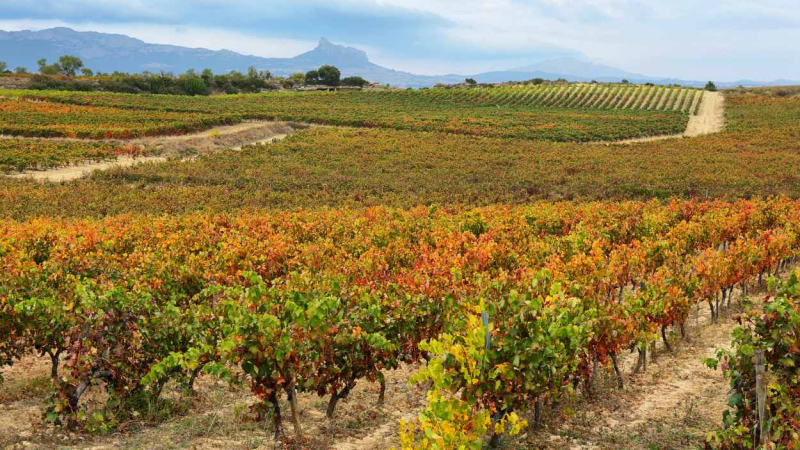 Importante cultivo de viñedos en Laguardia, pueblo de la Rioja Alavesa, País Vasco.
