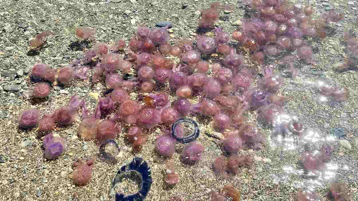 Invasión de medusas adelantada en la Costa Brava y el Maresme. Twitter