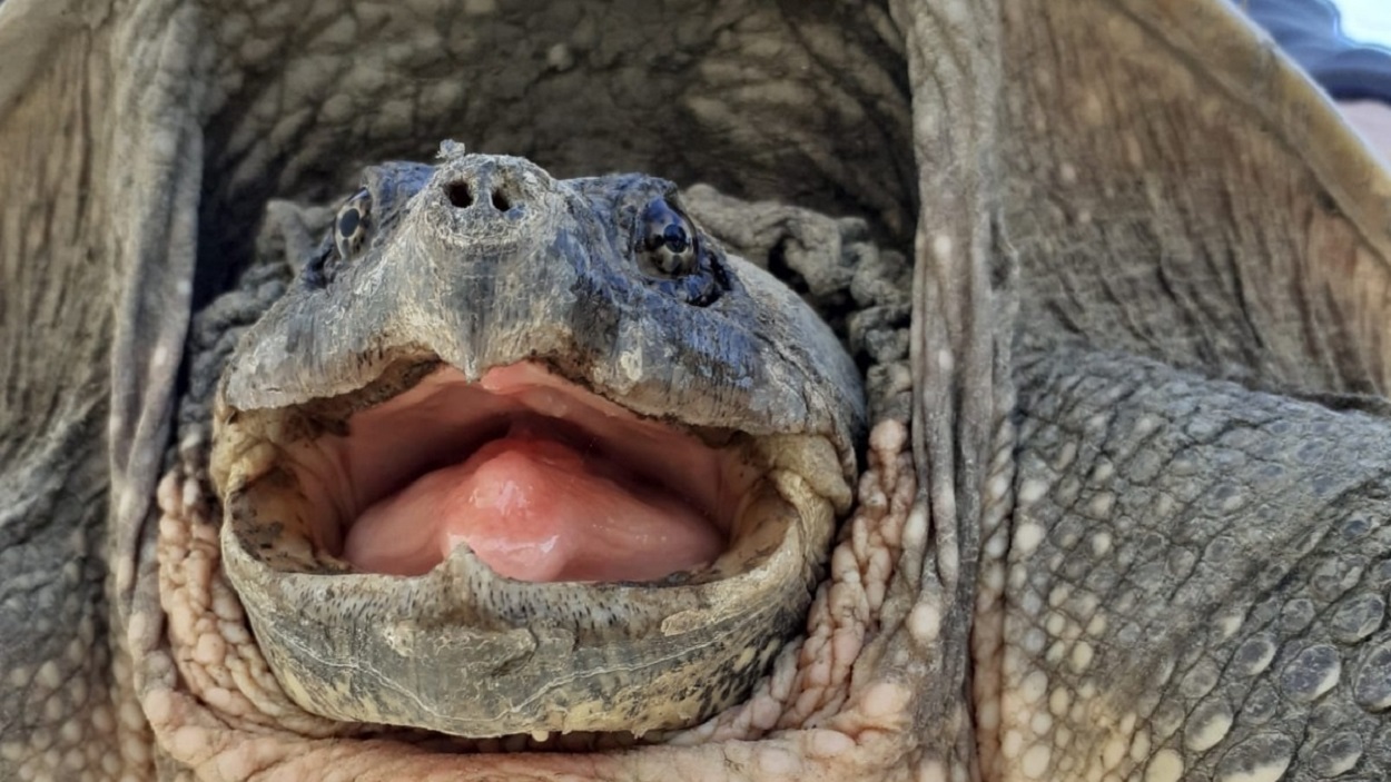 Tortuga encontrada en el río Henares este miércoles. EP