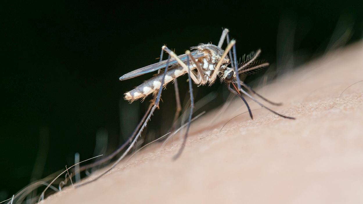 Mosquito transmisor del Virus del Nilo Occidental. EP