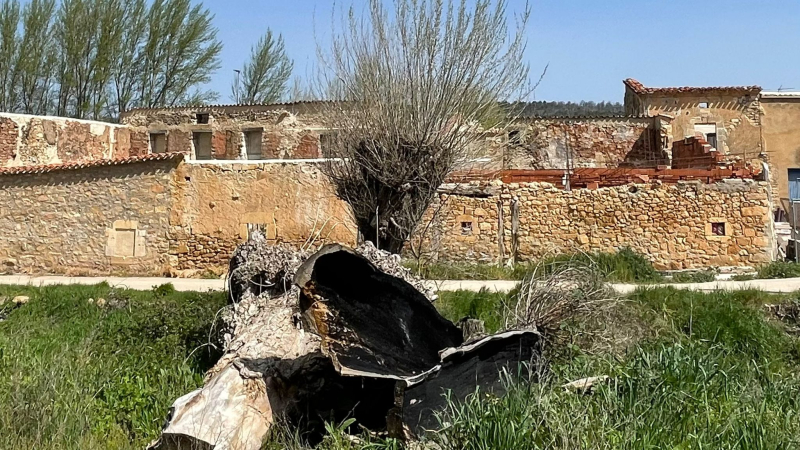 Tronco de un árbol quemado en la orilla del Río Mataviejas. Santibáñez del Val. F.V.