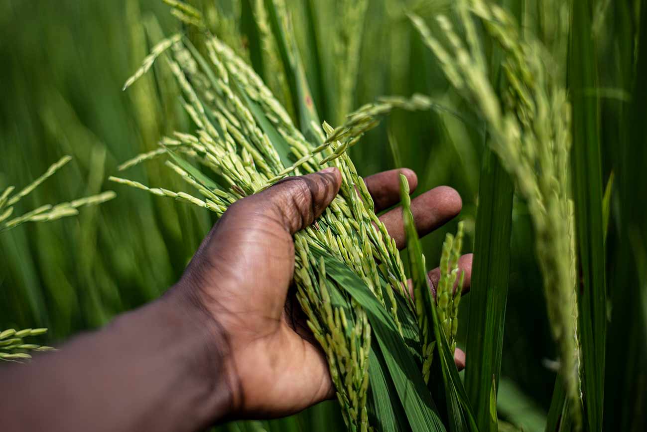 El salvado es una parte del arroz que se desecha antes de su consumo