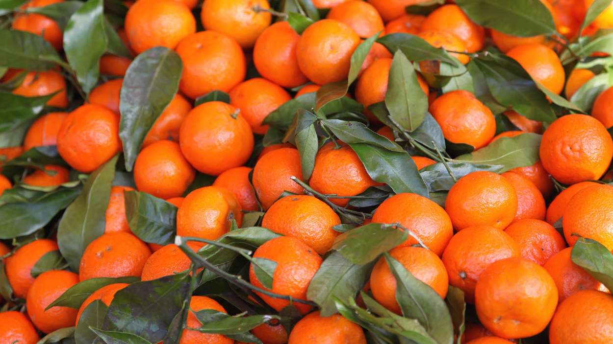 ¿Qué pasa si comes muchas mandarinas?