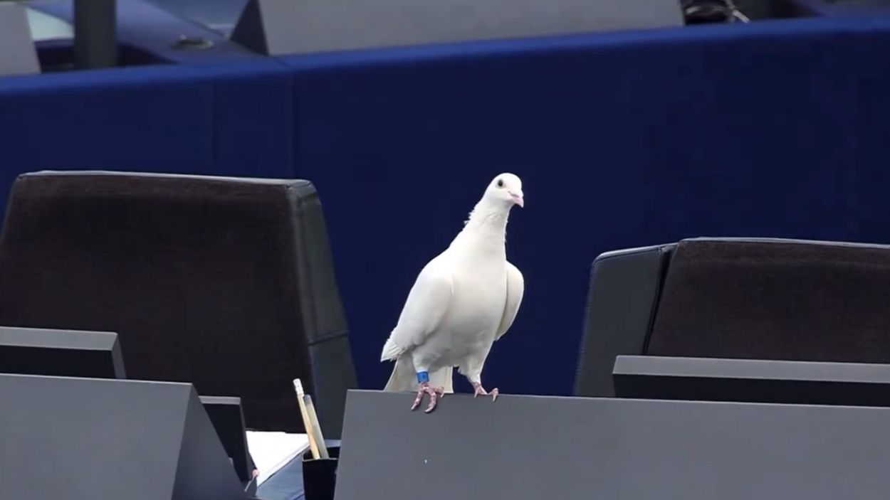 Una paloma blanca como símbolo de la paz en el Parlamento Europeo.