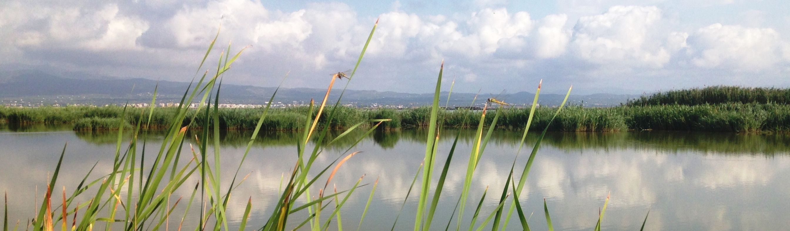 Humedales Delta del Ebro