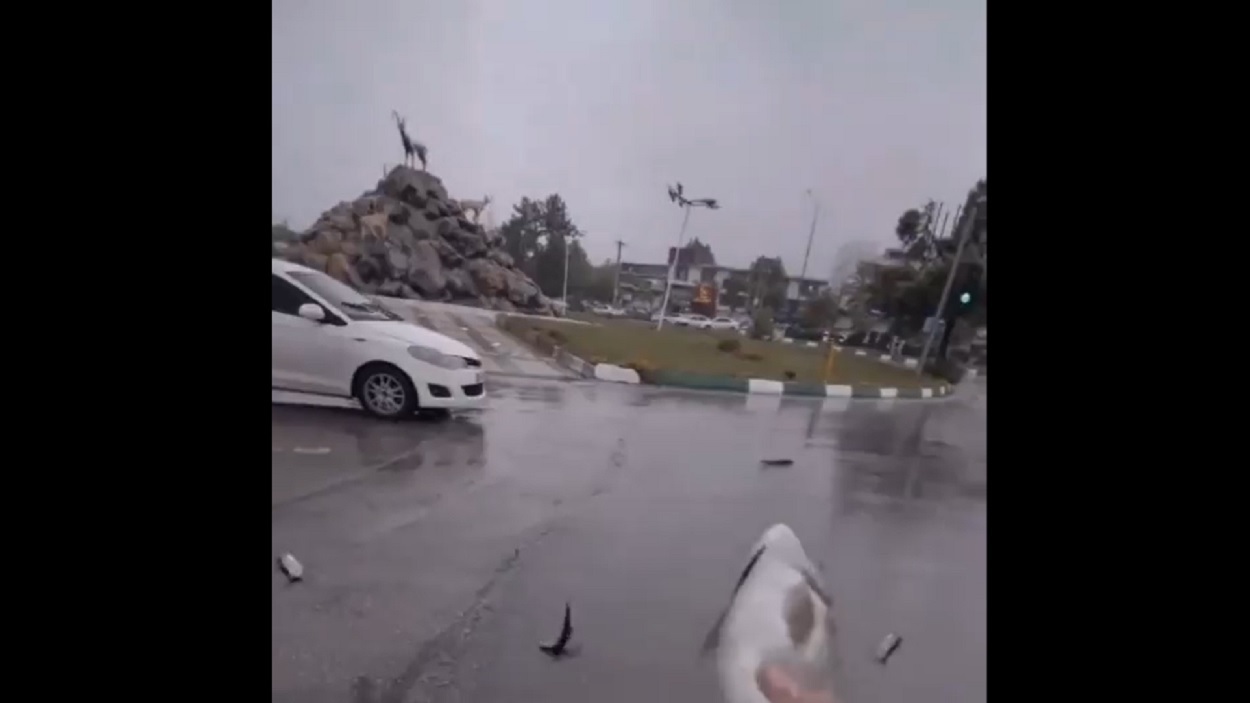 Una lluvia de peces colapsa una ciudad en Irán. Redes.