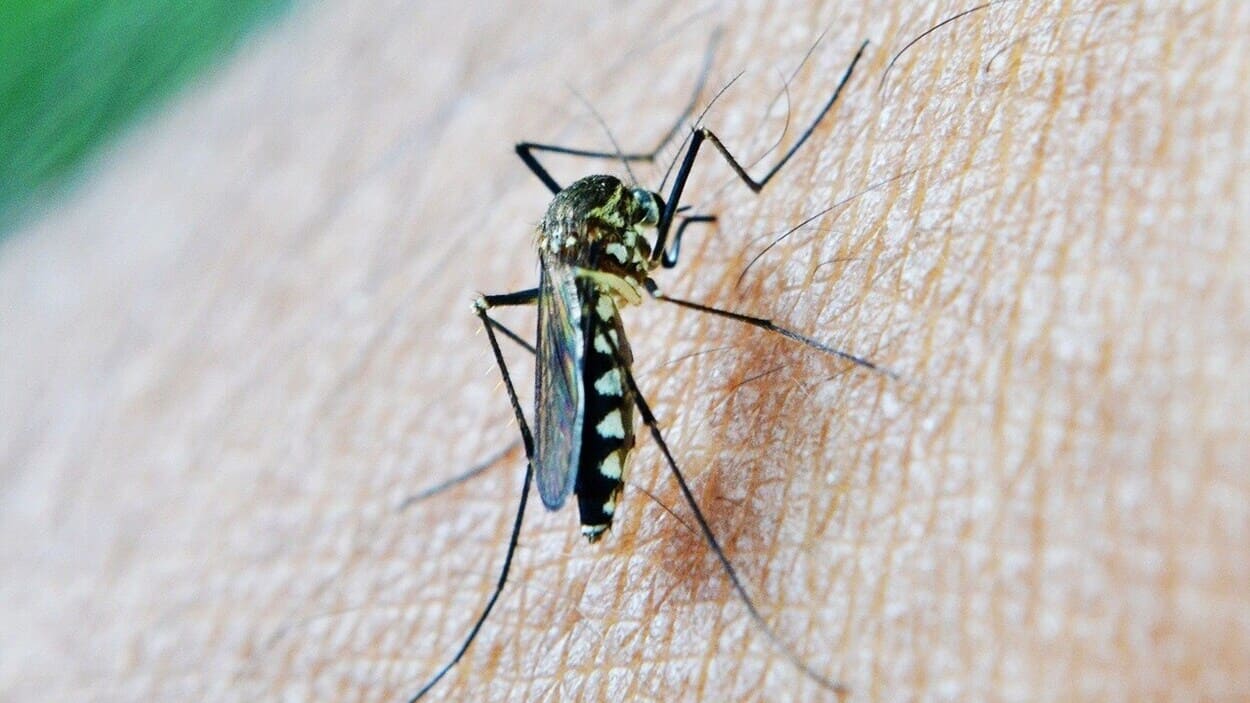 Mosquito transmisor del VNO. EP. 