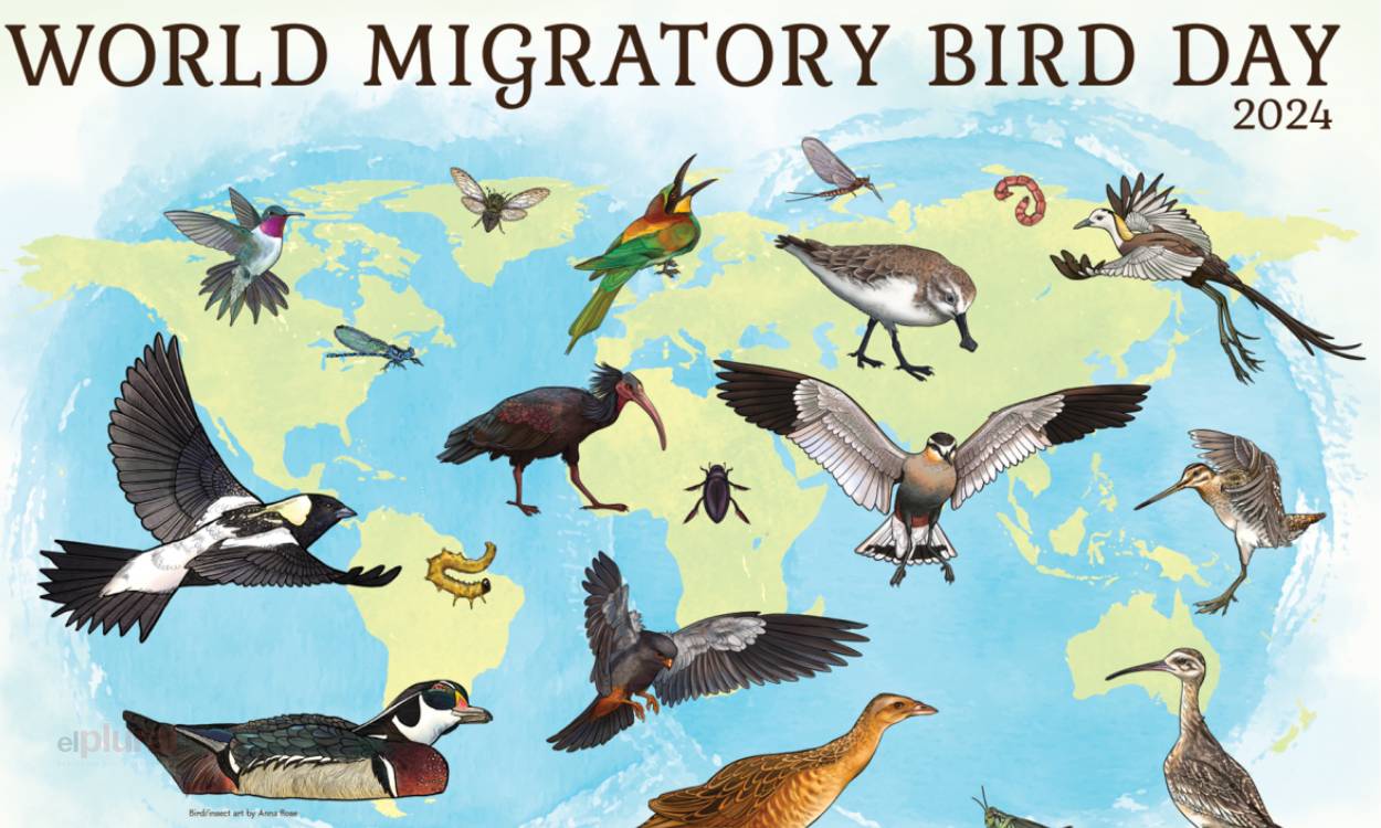 ¿Cuánto sabes de aves migratorias? 
