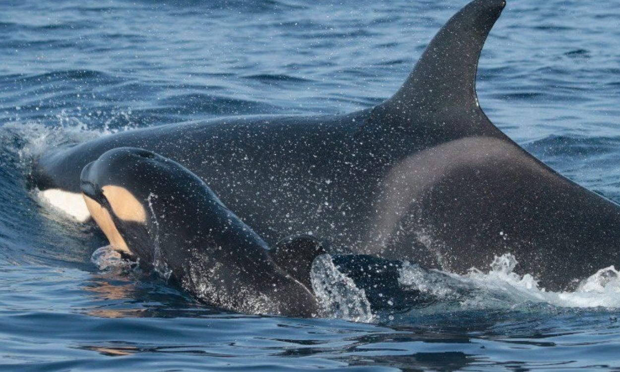 Imagen de recurso de una orca y su cría. EP.