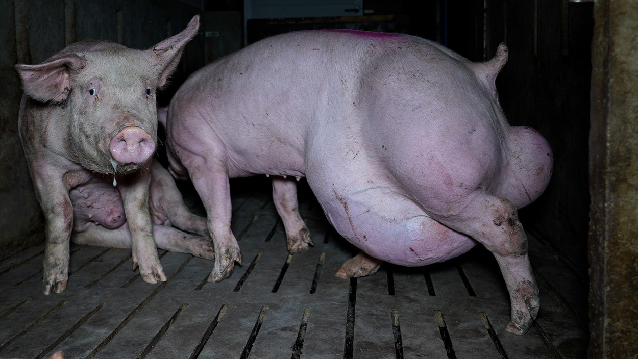 El OBA denuncia una nueva 'granja del terror' en Arauzo (Burgos) con un millar de cerdos en condiciones insalubres. OBA