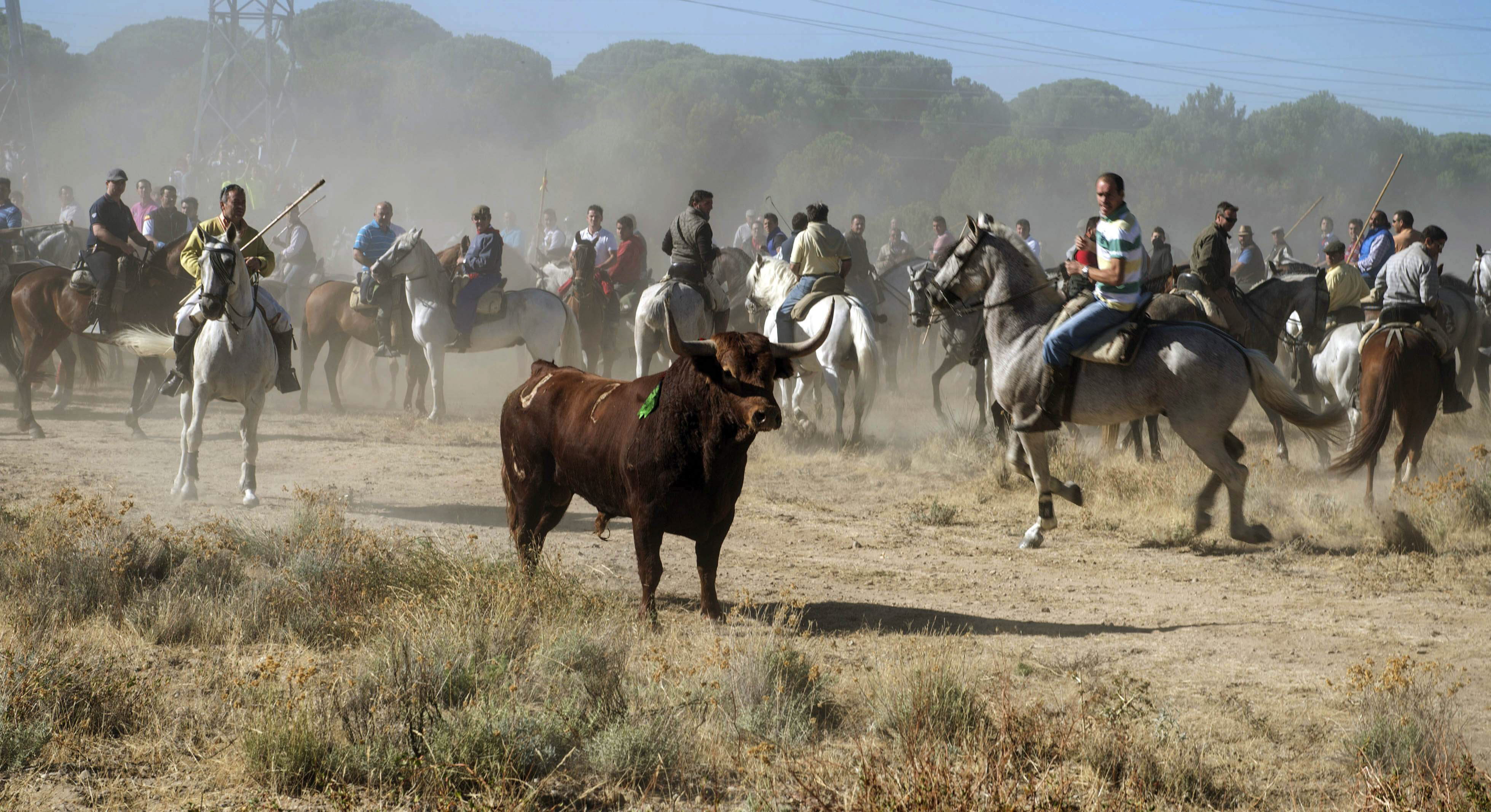 Imagen cedida por PACMA del toro Vulcano, durante el Torneo del Toro de la Vega celebrado en Tordesillas (Valladolid) en septiembre de 2013.