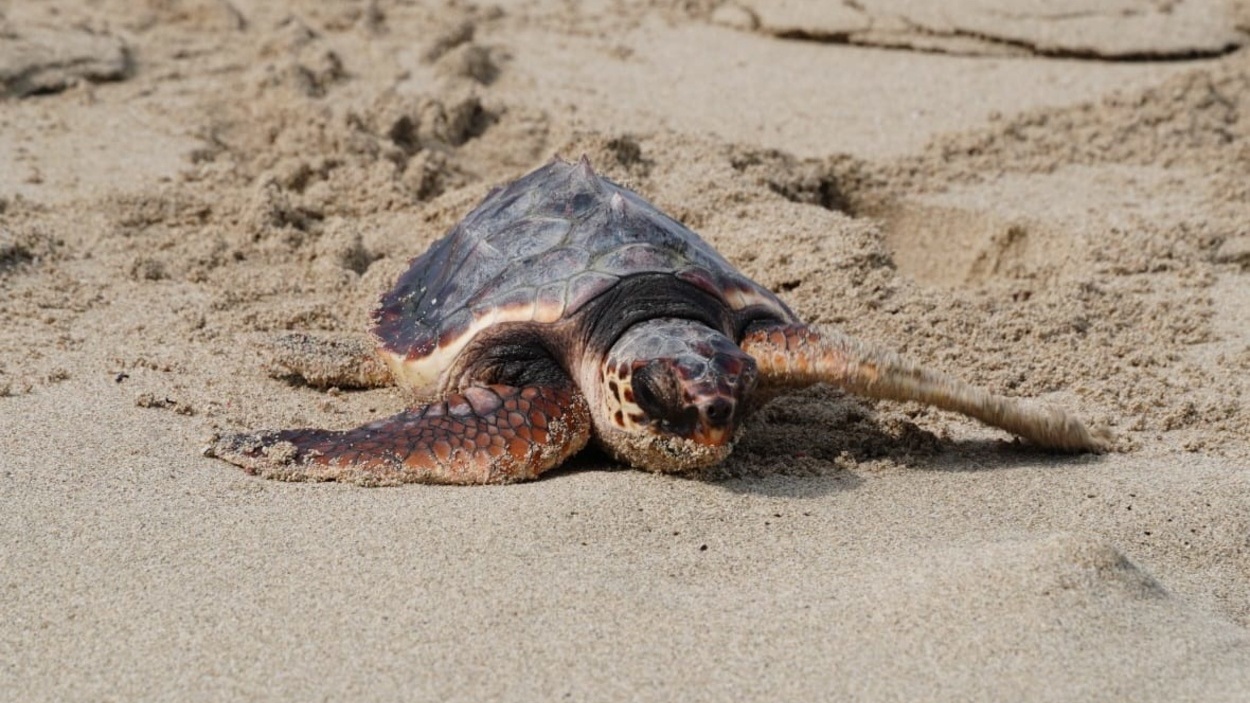 Imagen de archivo de una tortuga. Europa Press