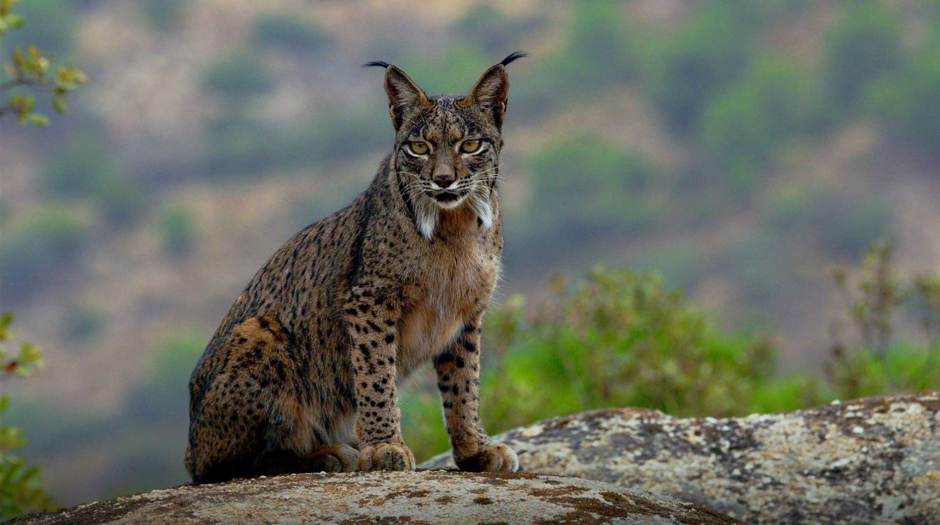 Fotograma del documental sobre el lince ibérico. © Wild Stories