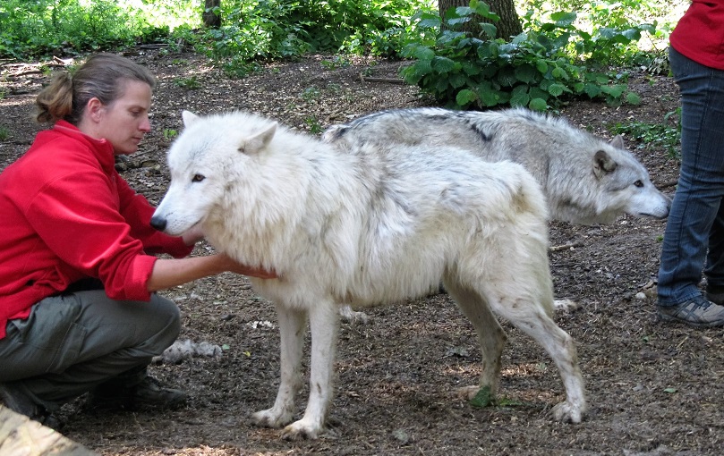 Los lobos y los perros perviven miles de años con los humanos
