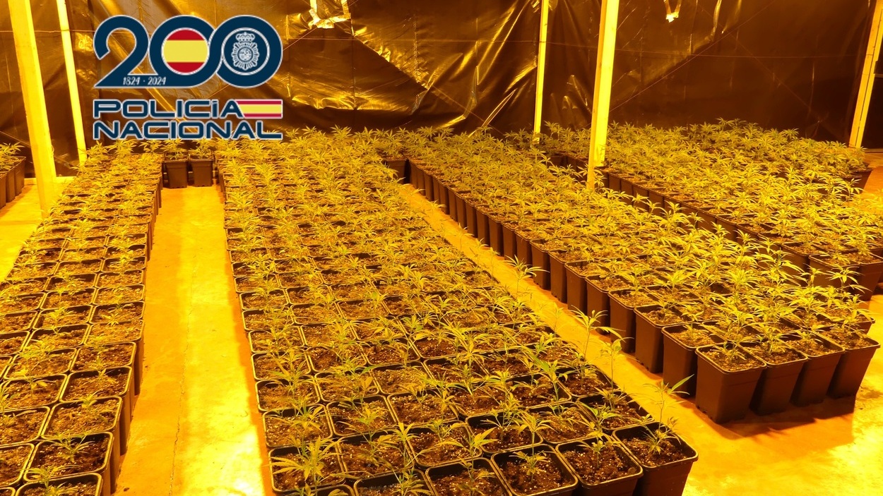 Seis detenidos y más de 1.800 plantas de marihuana incautadas en una nave industrial en Monòver. POLICIA NACIONAL