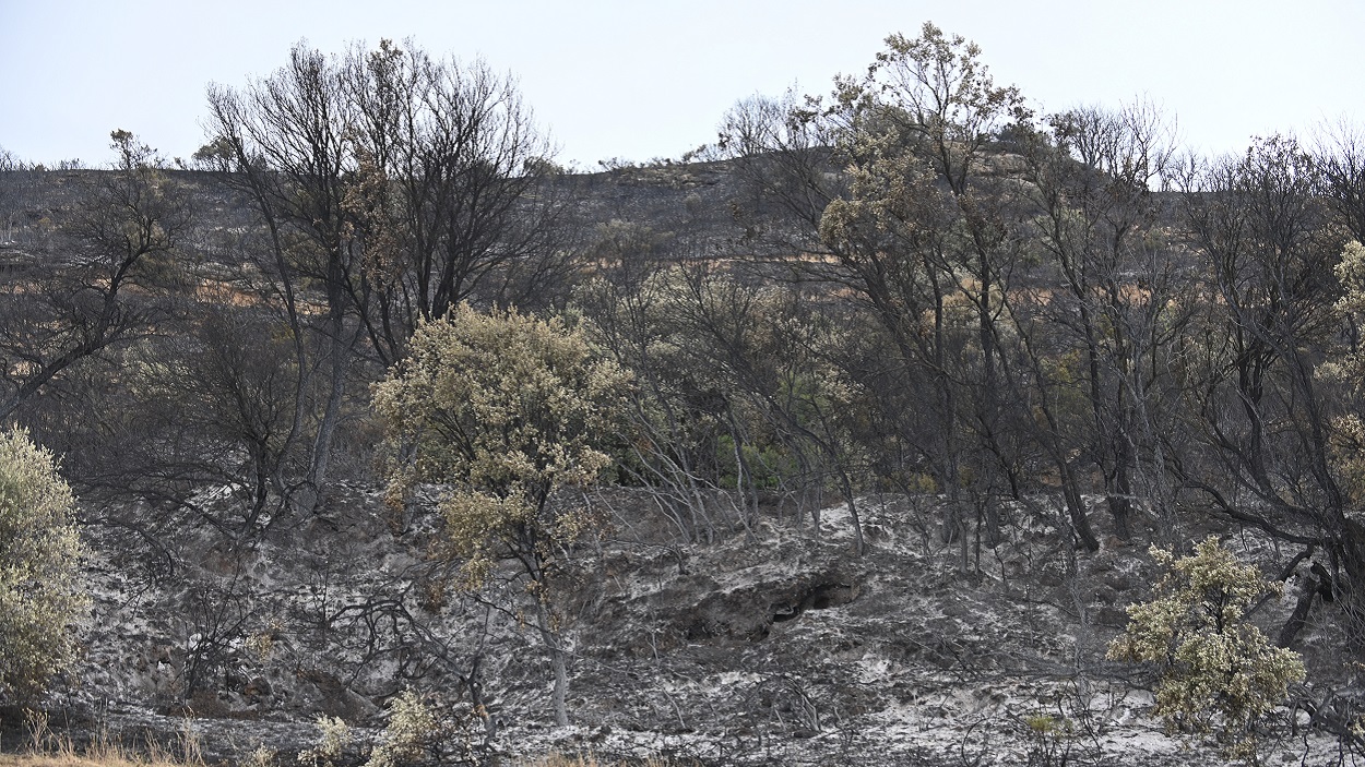 Terreno calcinado por un incendio. EP