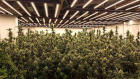 Endesa desconectó de la red eléctrica siete plantaciones de marihuana al día en el primer semestre del año. EP
