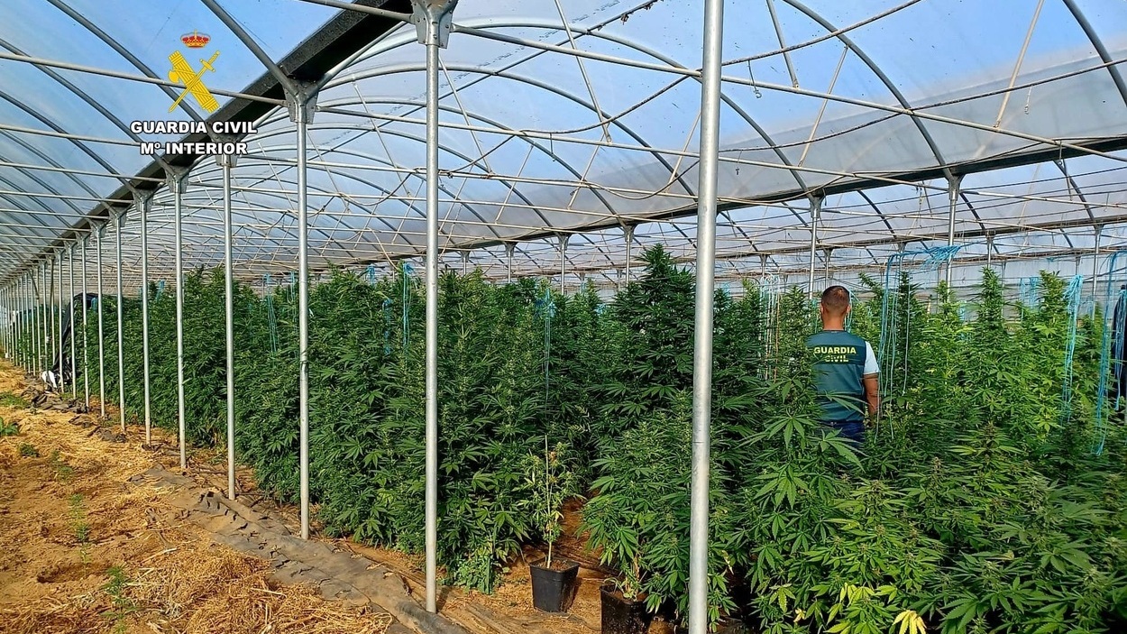 Imagen del invernadero con dos toneladas de cannabis en Melide (A Coruña). Guardia Civil