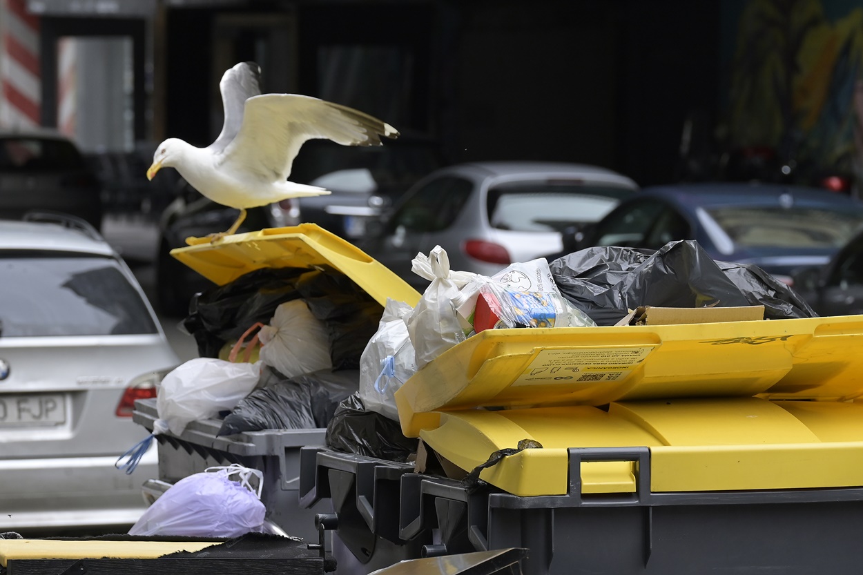 Imagen de una gaviota en A Coruña durante la huelga de recogida de residuos (Foto: Europa Press).