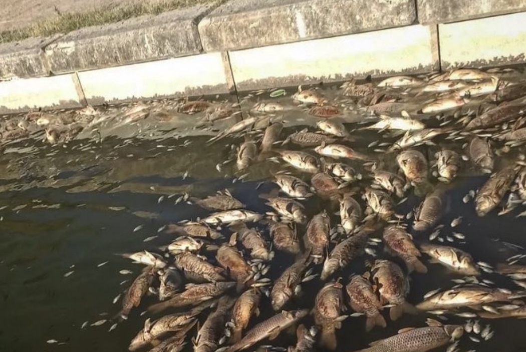 Peces muertos en el estanque de Madrid. AV Barajas. 