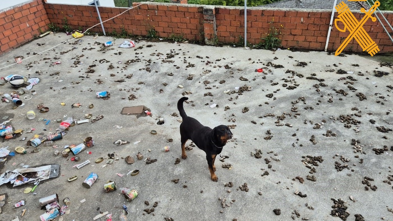 Perro abandonado en Lugo. EP