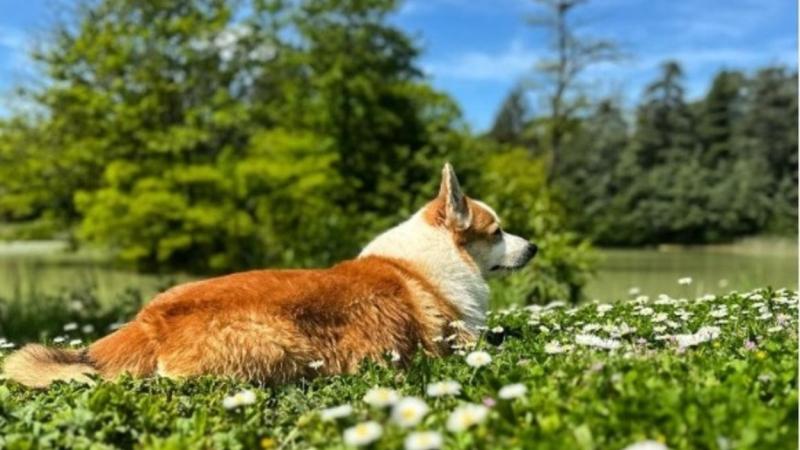 Alain Delon pidió que sacrificasen a su perro para enterrarlo con él, pero su familia se negó a cumplirlo. Instagram