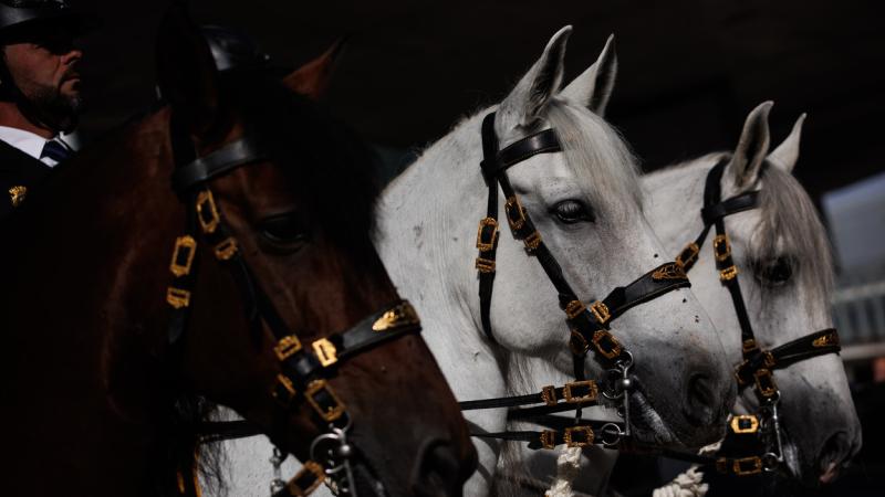 Caballos de la Policía Nacional en una imagen de archivo. EP
