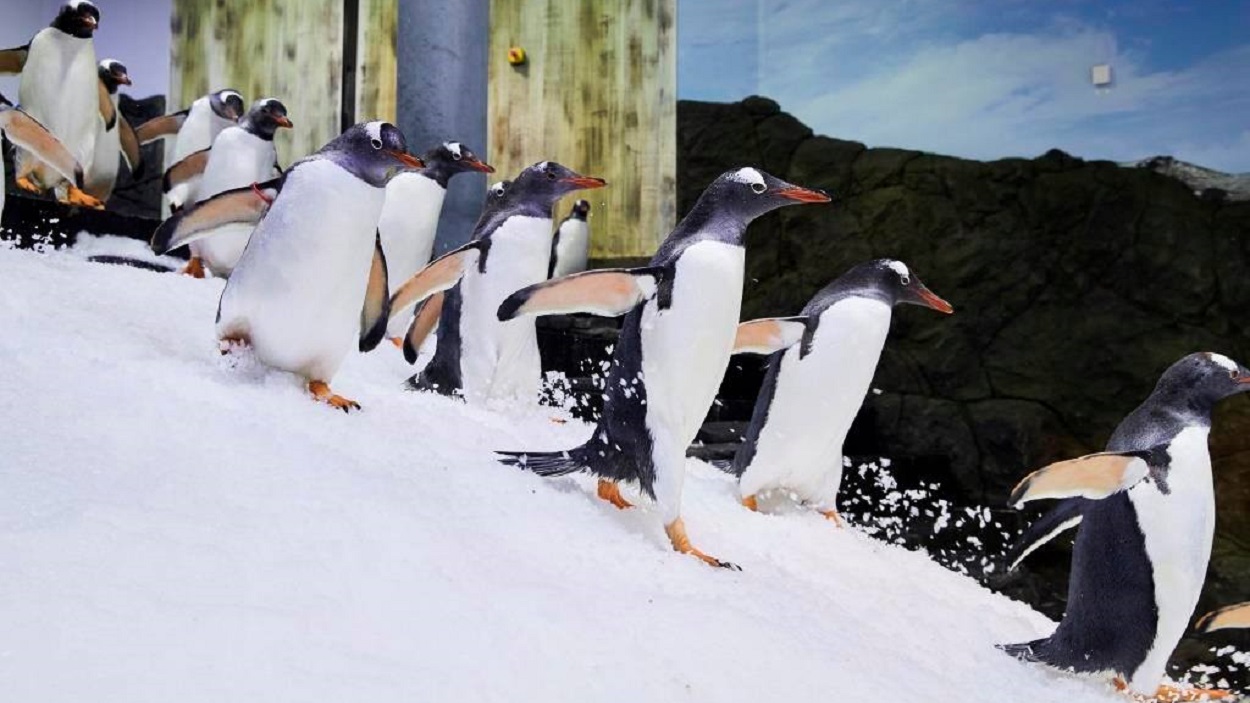 Pingüinos del acuario de Sídney. X