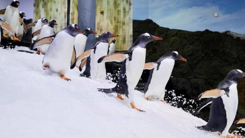 Pingüinos del acuario de Sídney. X