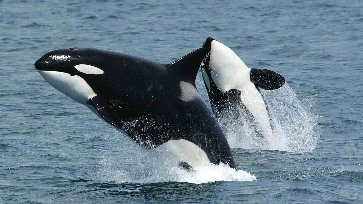 Orcas en una imagen de archivo. EP