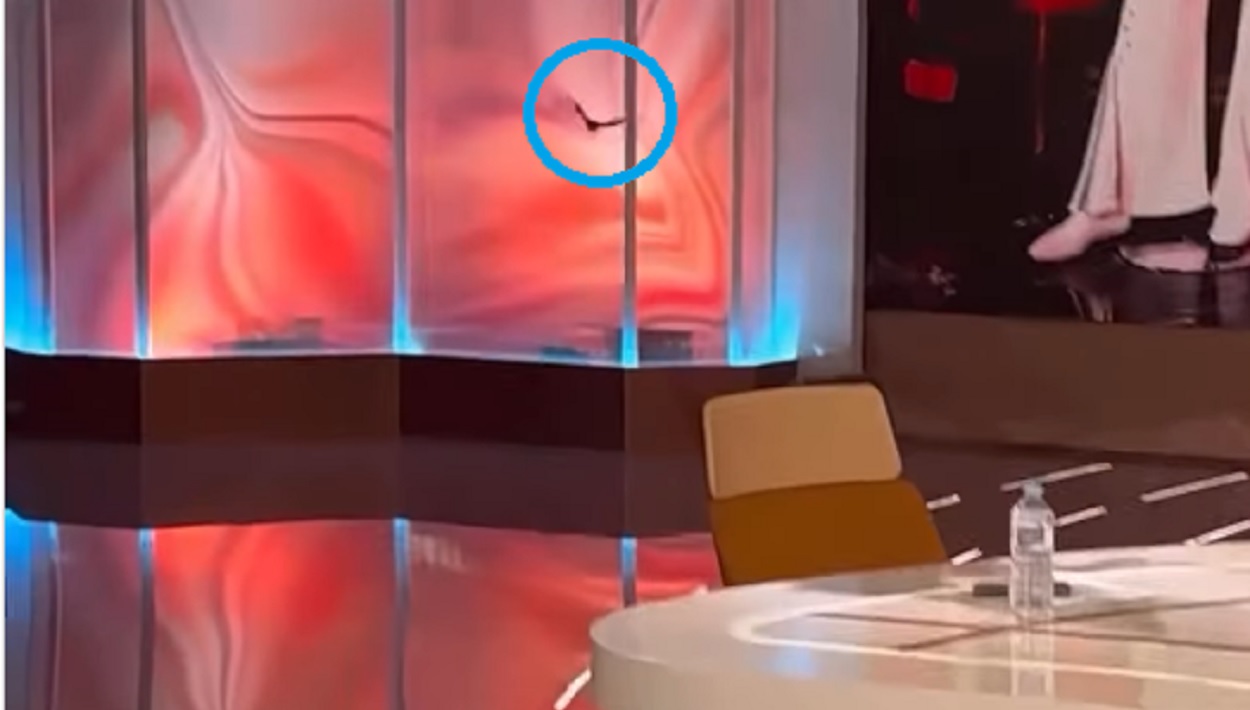Un murciélago irrumpe en el plató de 'TardeAR'. Telecinco