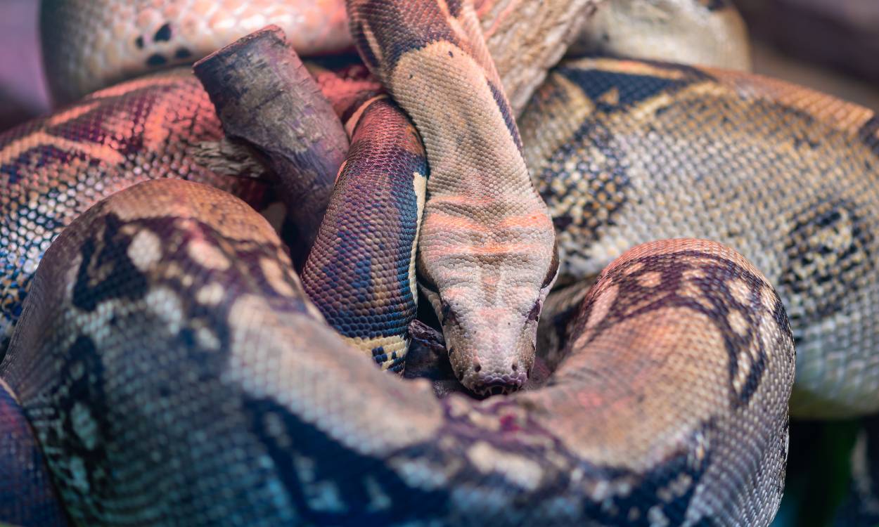 Investigado por tener ilegalmente en su casa a una boa constrictor en Villalbilla (Madrid)