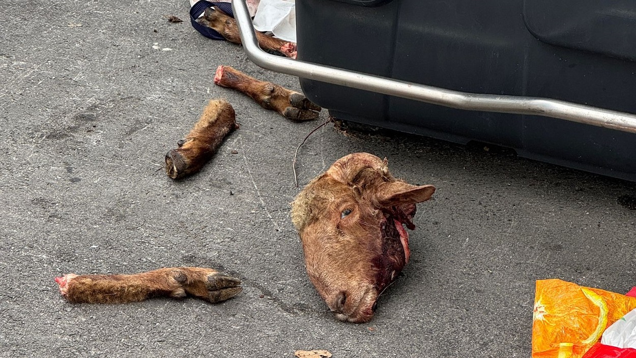 Aumenta la preocupación en San Sebastián de los Reyes tras el hallazgo de un carnero decapitado en la vía pública. Diario de Sanse.