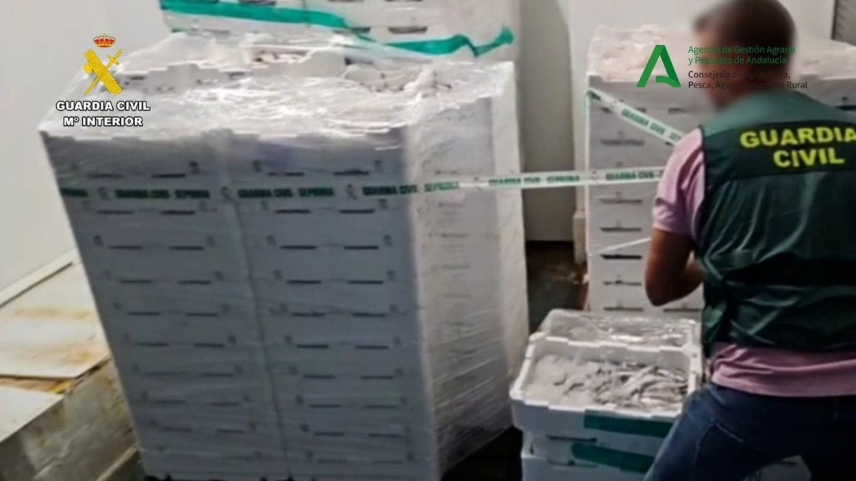 Intervienen 1.200 kilos de pijotas y salmonetes ilegales a un mayorista de pescado de Sevilla. EP