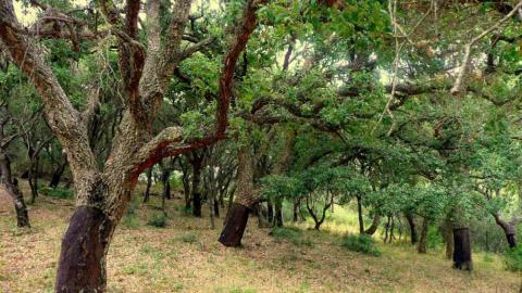 Alcornocales de la ruta del Aljibe (Foto Diputación de Cádiz)