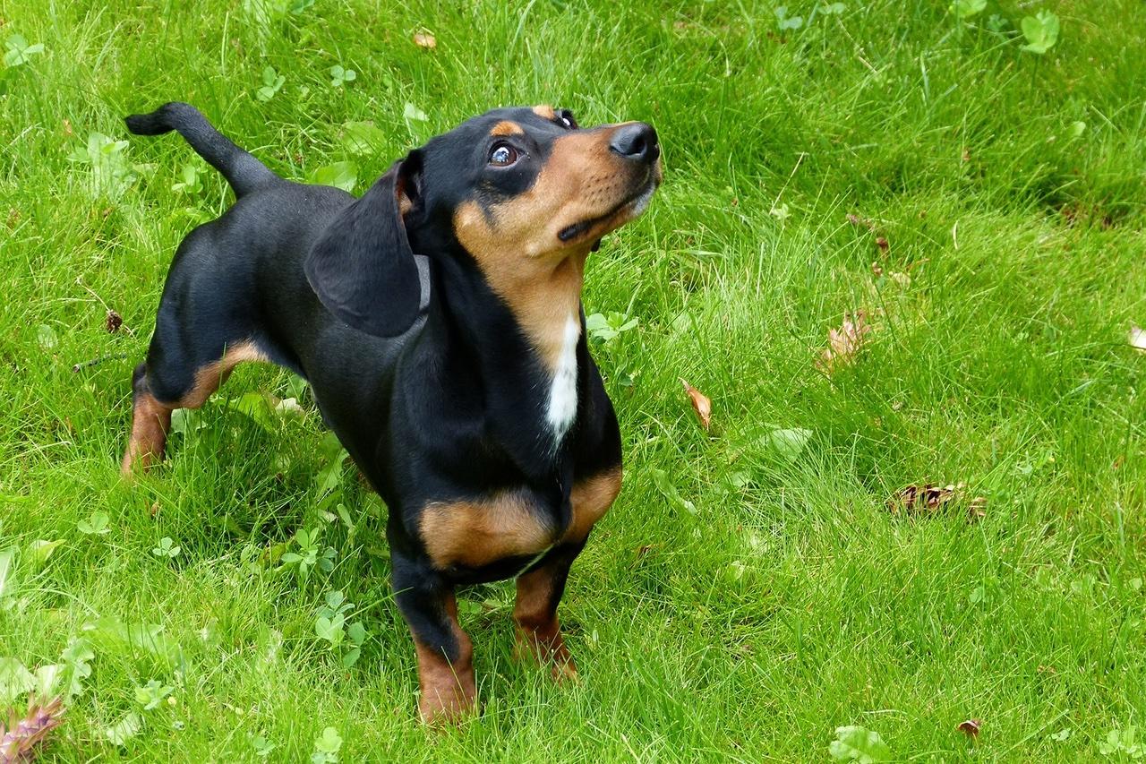 Un Dachshund mira atento a su dueño