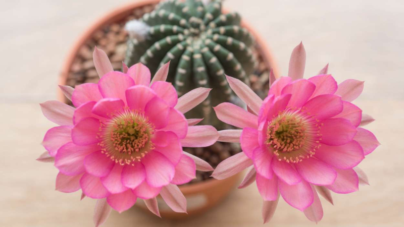 Flor de cactus, el regalo ideal para el amigo invisible Flor de cactus, el regalo ideal para el amigo invisible