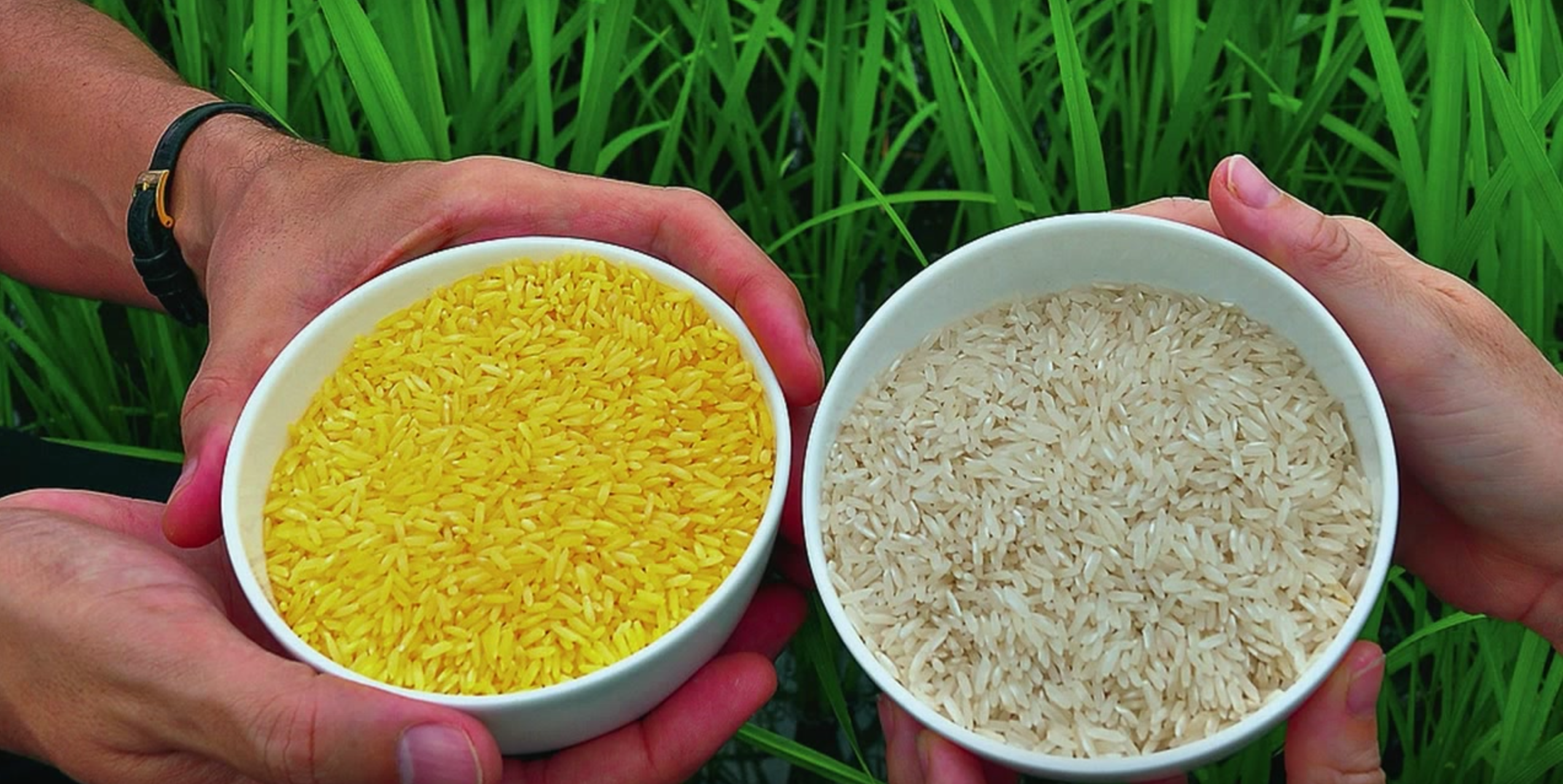 El arroz dorado, los premios nobel y Greenpeace