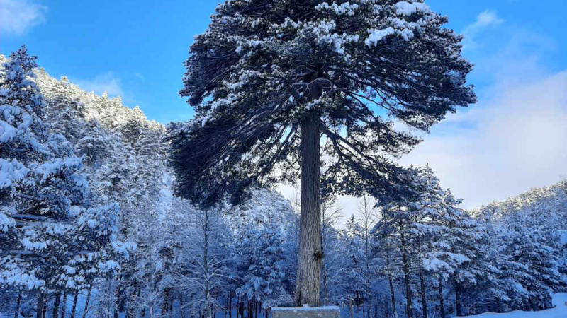 Pino de El Escobón, el árbol monumental más importante de la sierra de Gúdar (Foto: Ayuntamiento de Linares de Mora, Teruel)