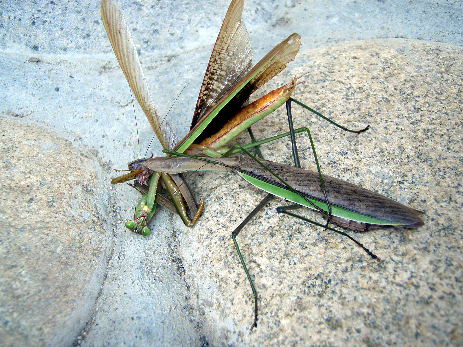 El macho de la mantis religiosa es un padrazo póstumo