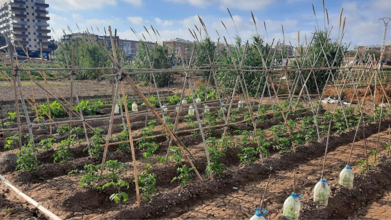 Denuncian el plan urbanístico del PP en Alfafar que acabaría con la huerta que salvó vidas el día de la DANA. ACCIÓ ECOLOGISTA AGRÓ