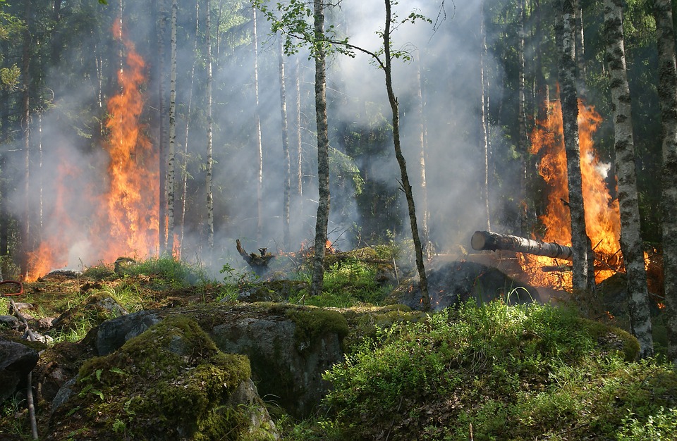 Un incendio forestal.