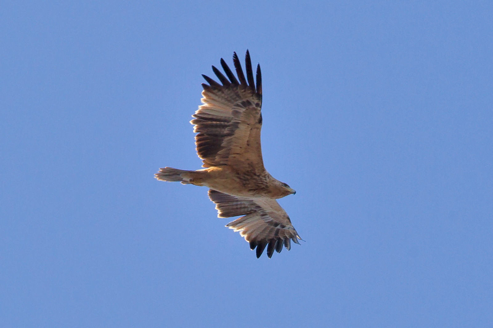 El águila empieza a recuperar su imperio