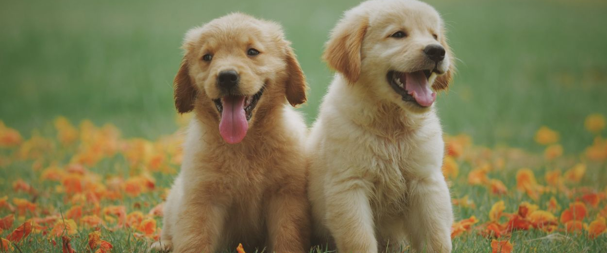 ¿Quién es mejor amigo de tu perro? La ciencia explica cómo eligen a su persona especial ¿Quién es mejor amigo de tu perro? La ciencia explica cómo eligen a su persona especial