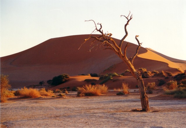 Peligra la supervivencia de las aves pequeñas del desierto por el calor