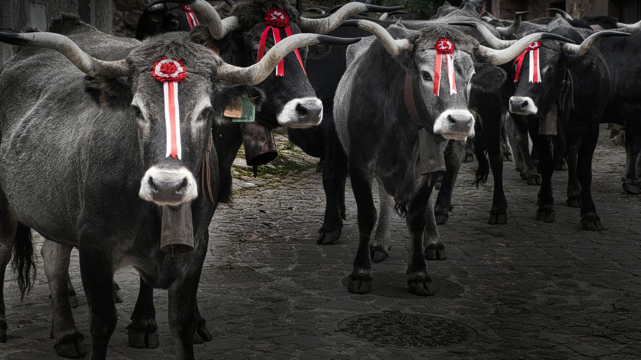 Vacas de raza tudanca criadas en Carmona (Cantabria)