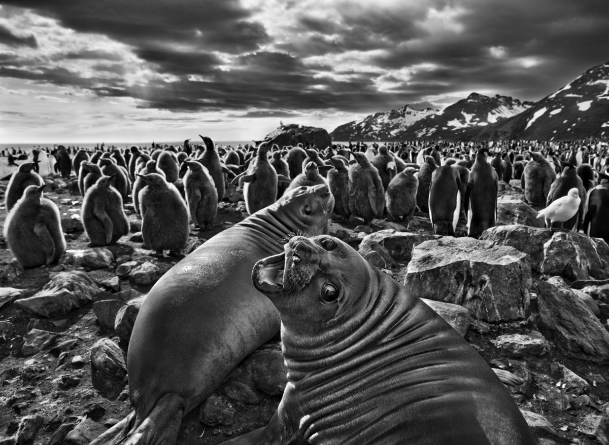 Sebastião Salgado expone de nuevo ‘Génesis’, imágenes de las antípodas